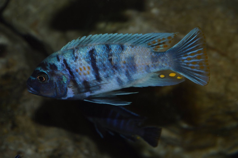 Maylandia zebra 'Masinje'